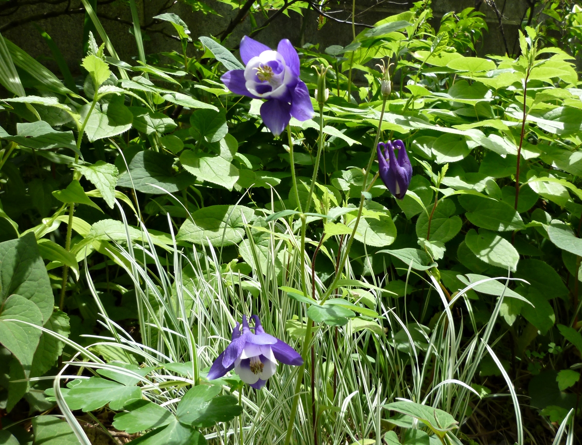 f:id:yamauba:20190830224931j:plain f:id:yamauba:20190830224931j:plain