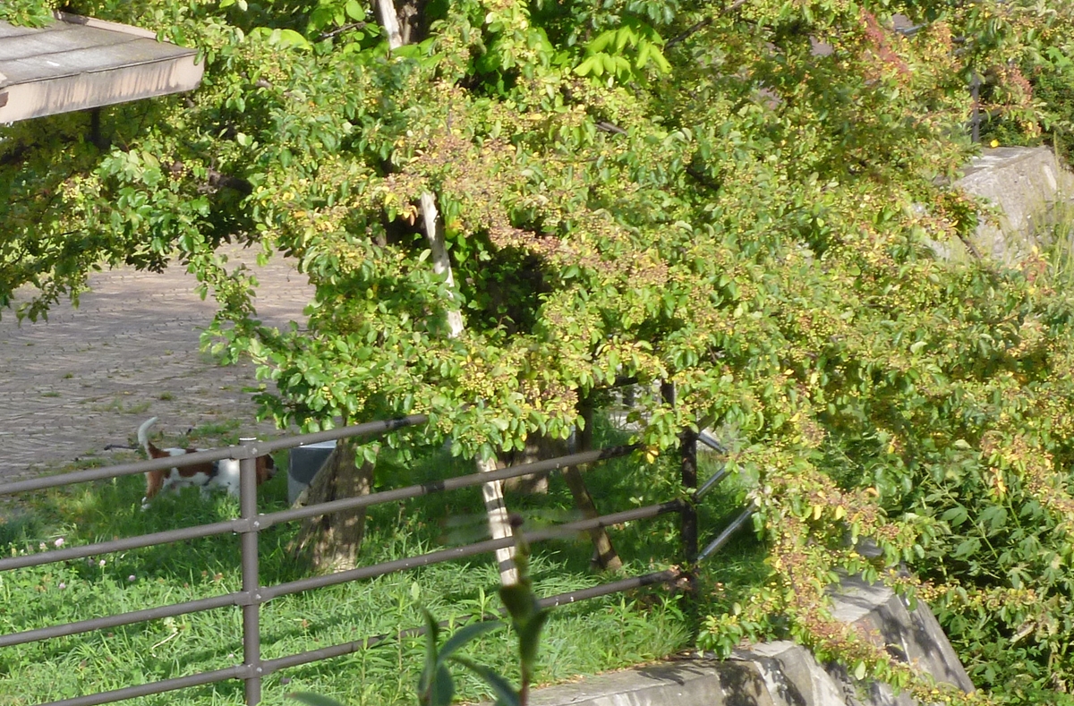 f:id:yamauba:20190901180353j:plain