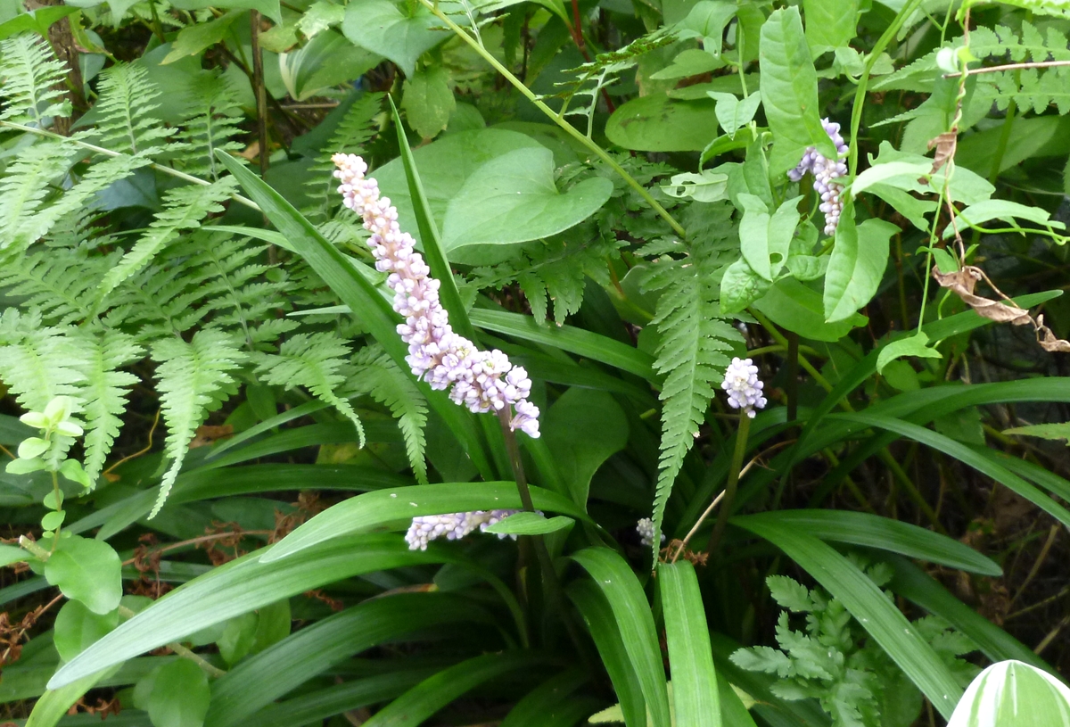 f:id:yamauba:20190904180823j:plain f:id:yamauba:20190904180823j:plain