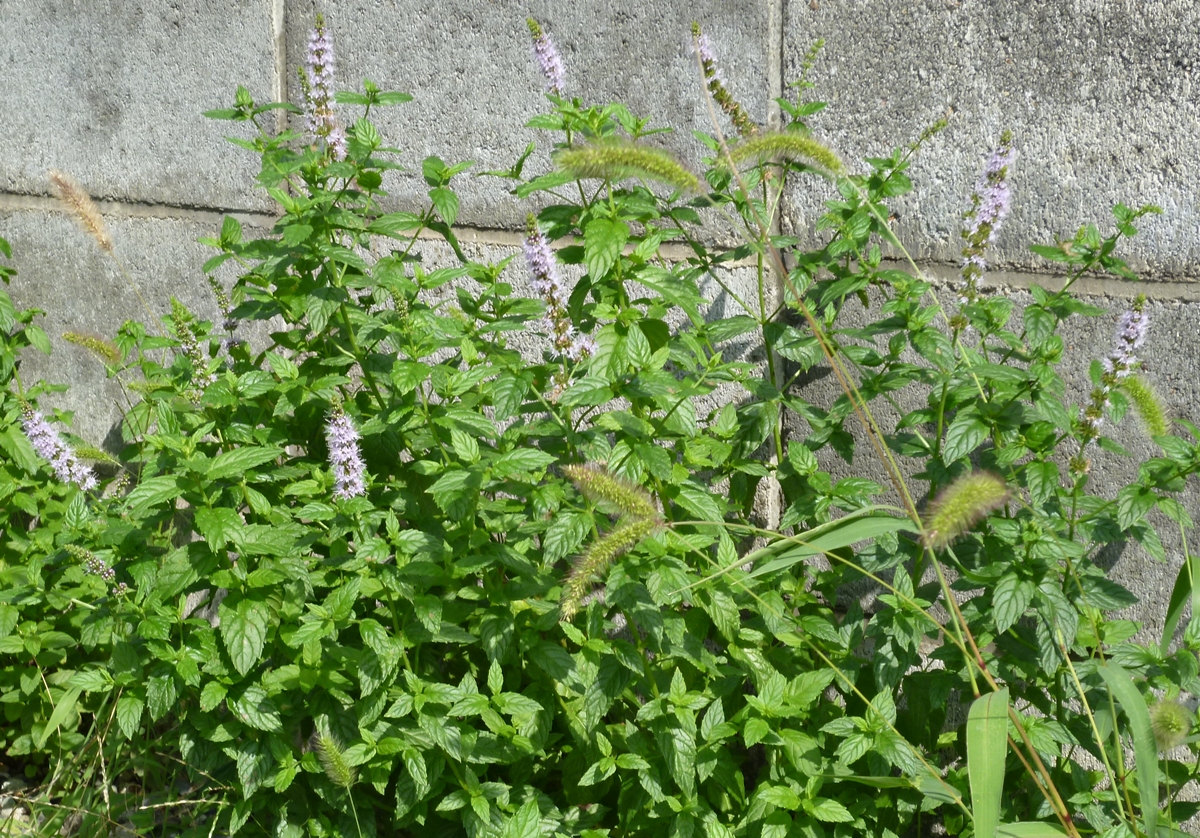 f:id:yamauba:20190904181040j:plain f:id:yamauba:20190904181040j:plain