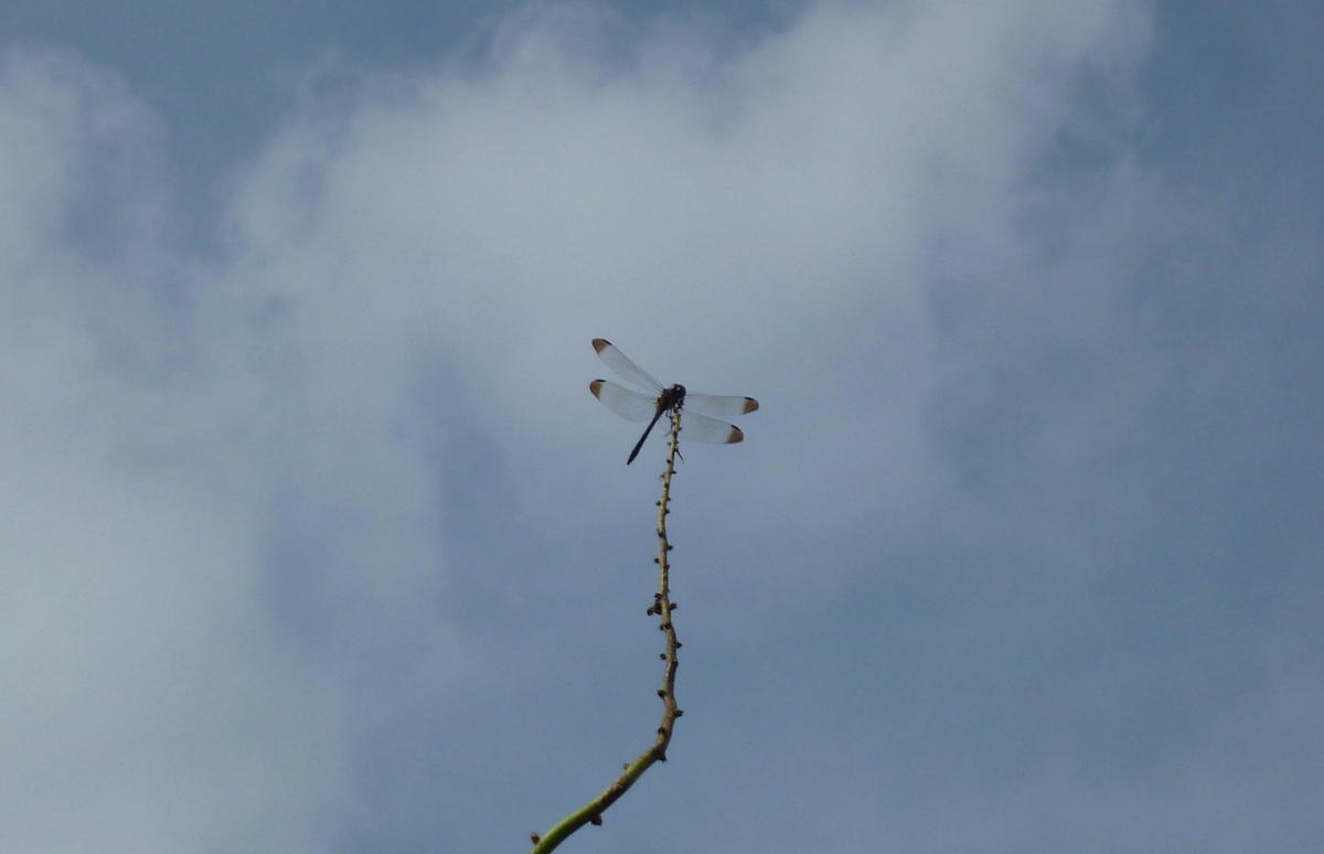 f:id:yamauba:20190904184009j:plain f:id:yamauba:20190904184009j:plain