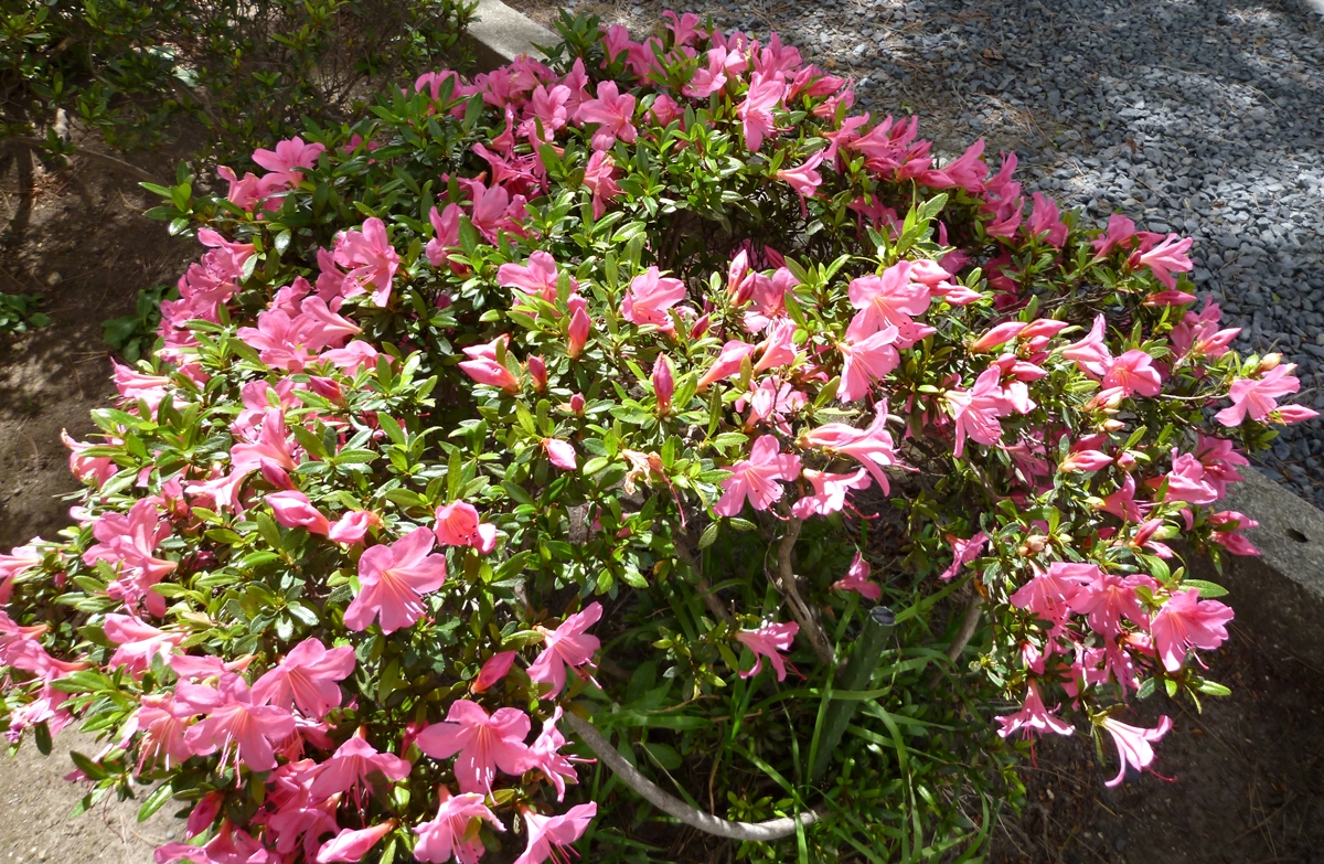 f:id:yamauba:20190906075727j:plain f:id:yamauba:20190906075727j:plain