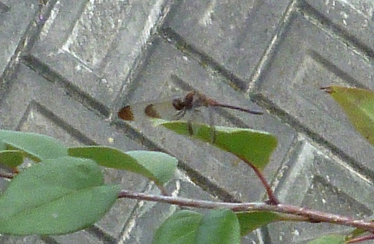 f:id:yamauba:20190922011219j:plain