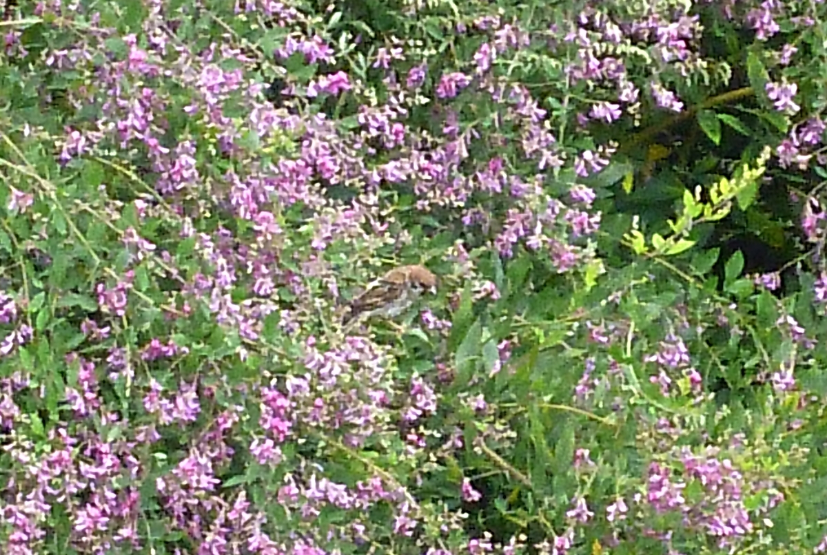 f:id:yamauba:20190922011451j:plain