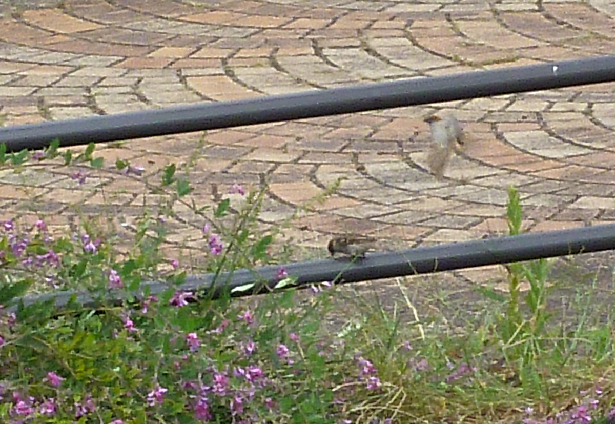 f:id:yamauba:20190922011741j:plain