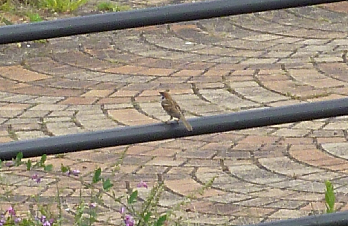 f:id:yamauba:20190922012110j:plain