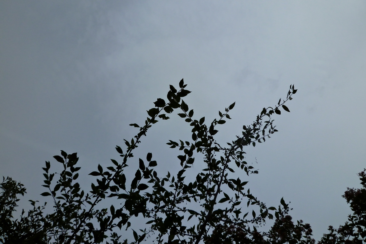 木の枝と曇り空