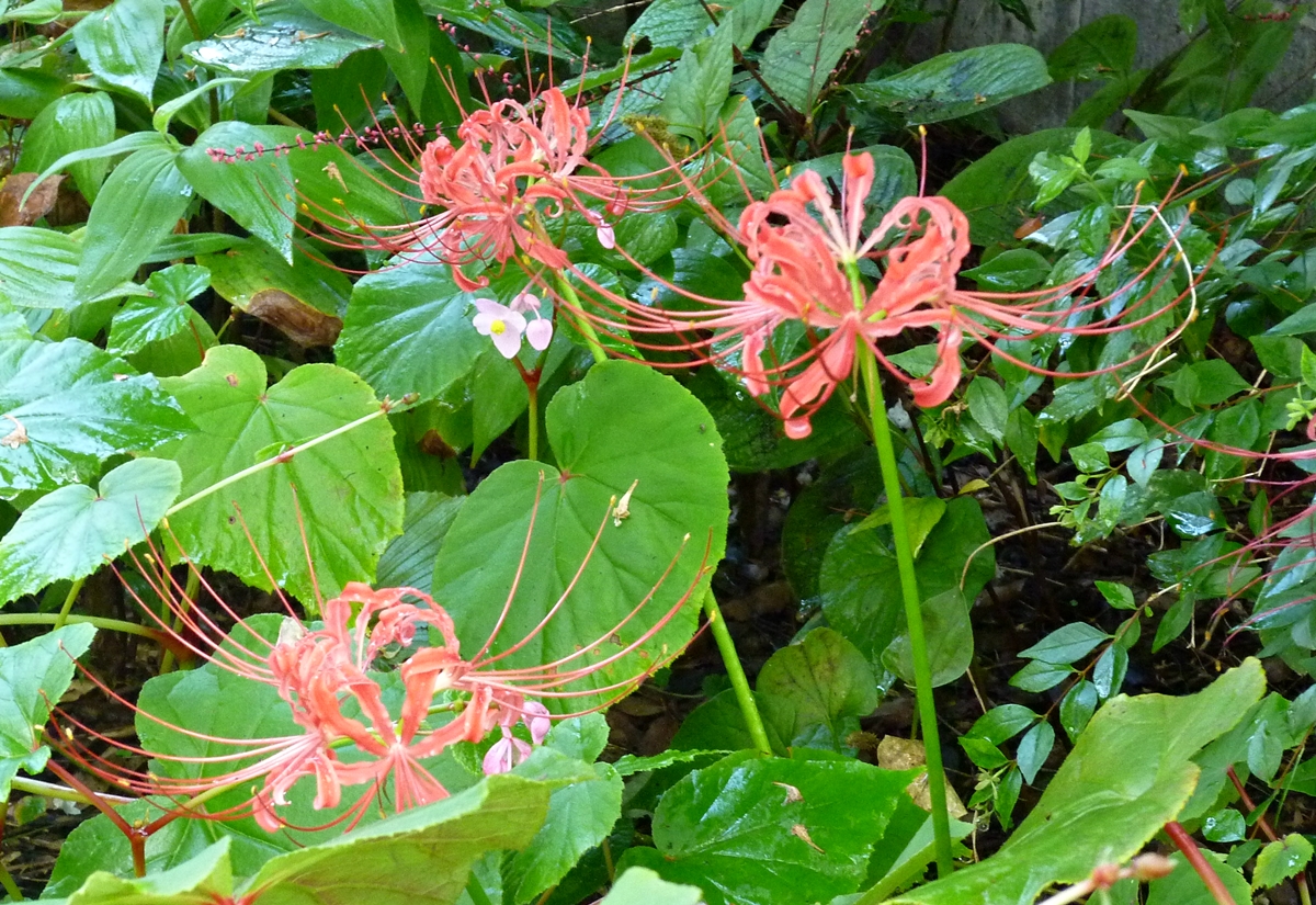 f:id:yamauba:20190929225714j:plain