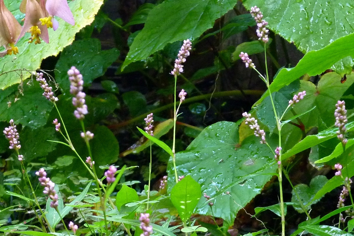 f:id:yamauba:20190929233431j:plain