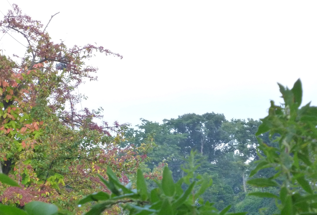 f:id:yamauba:20190929234358j:plain