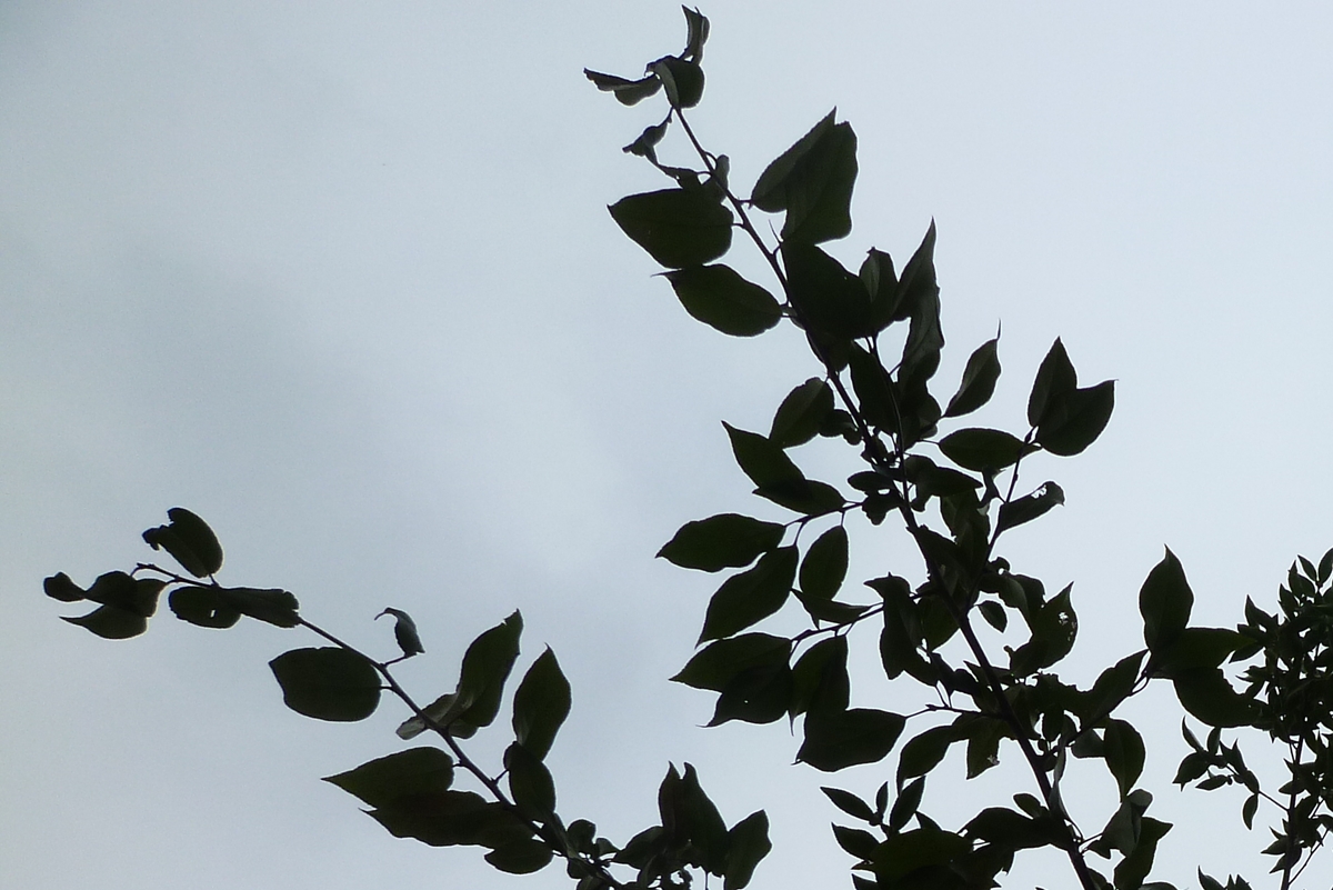 f:id:yamauba:20191003204442j:plain