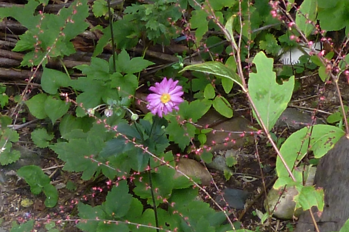 ピンクの一輪の花