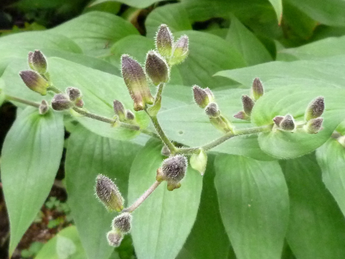 f:id:yamauba:20191006210603j:plain f:id:yamauba:20191006210603j:plain