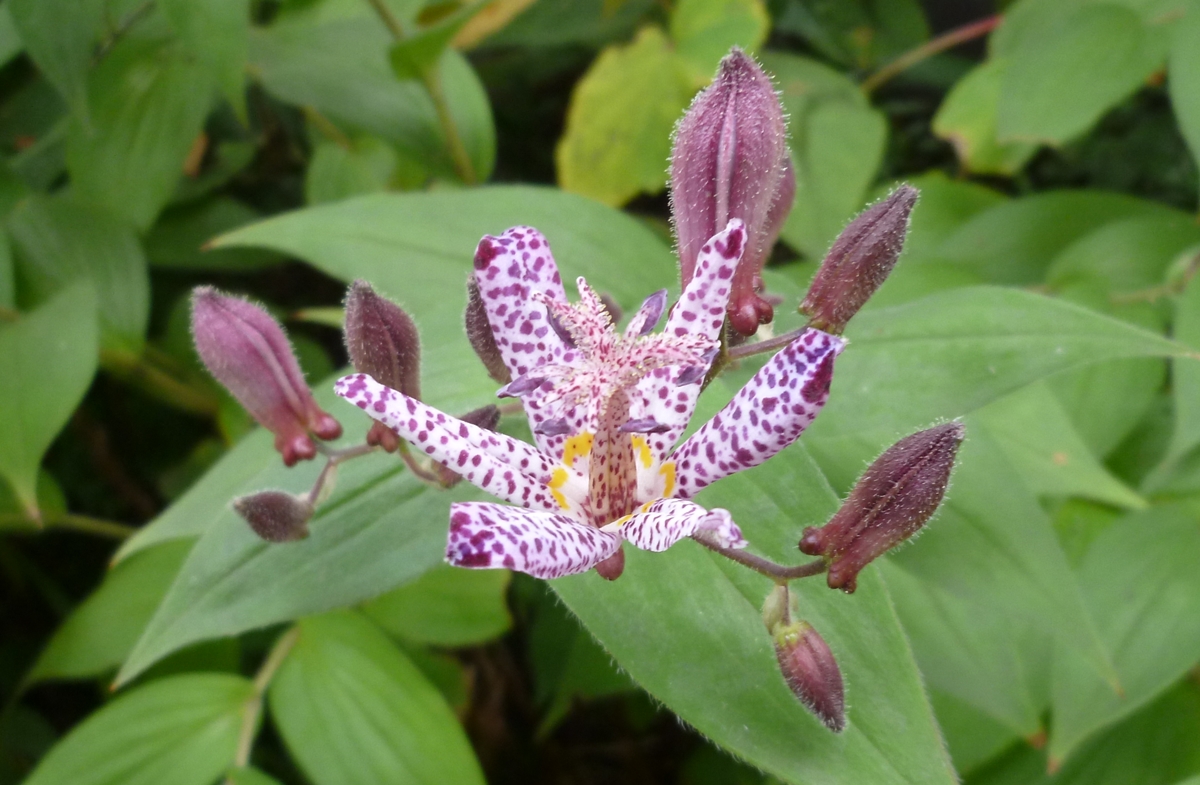 薄紫色の秋の花　アップ