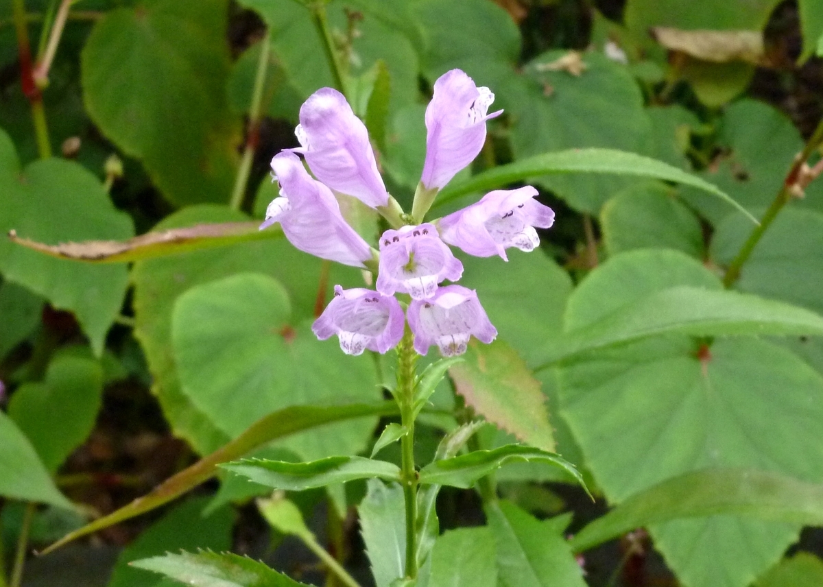 薄紫色の秋の花　鉢植え