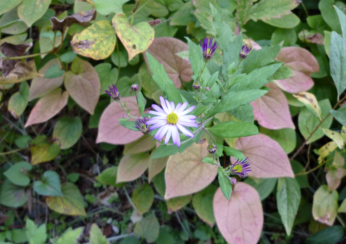 薄紫色の秋の花　菊かな