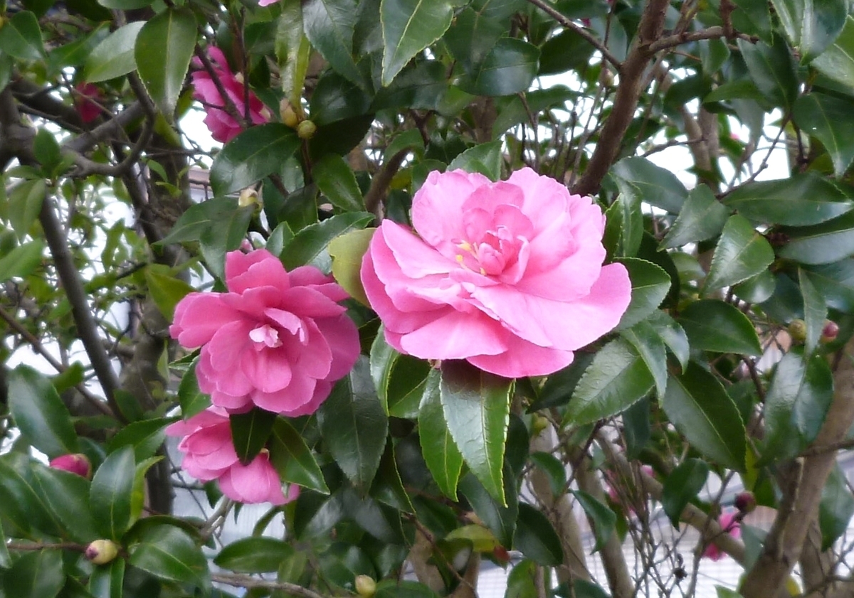 初冬に咲くピンクの花