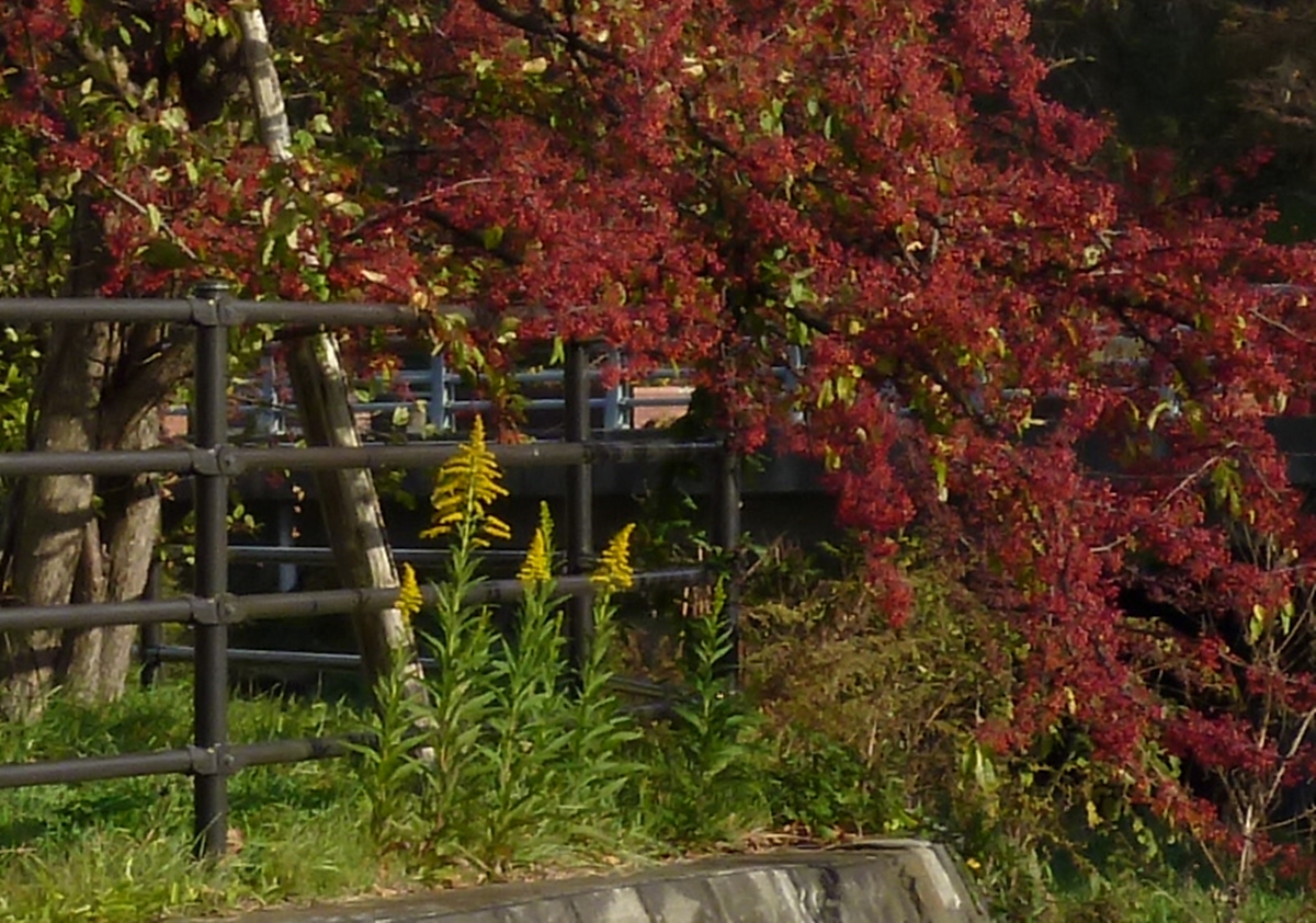 紅葉と黄色い花