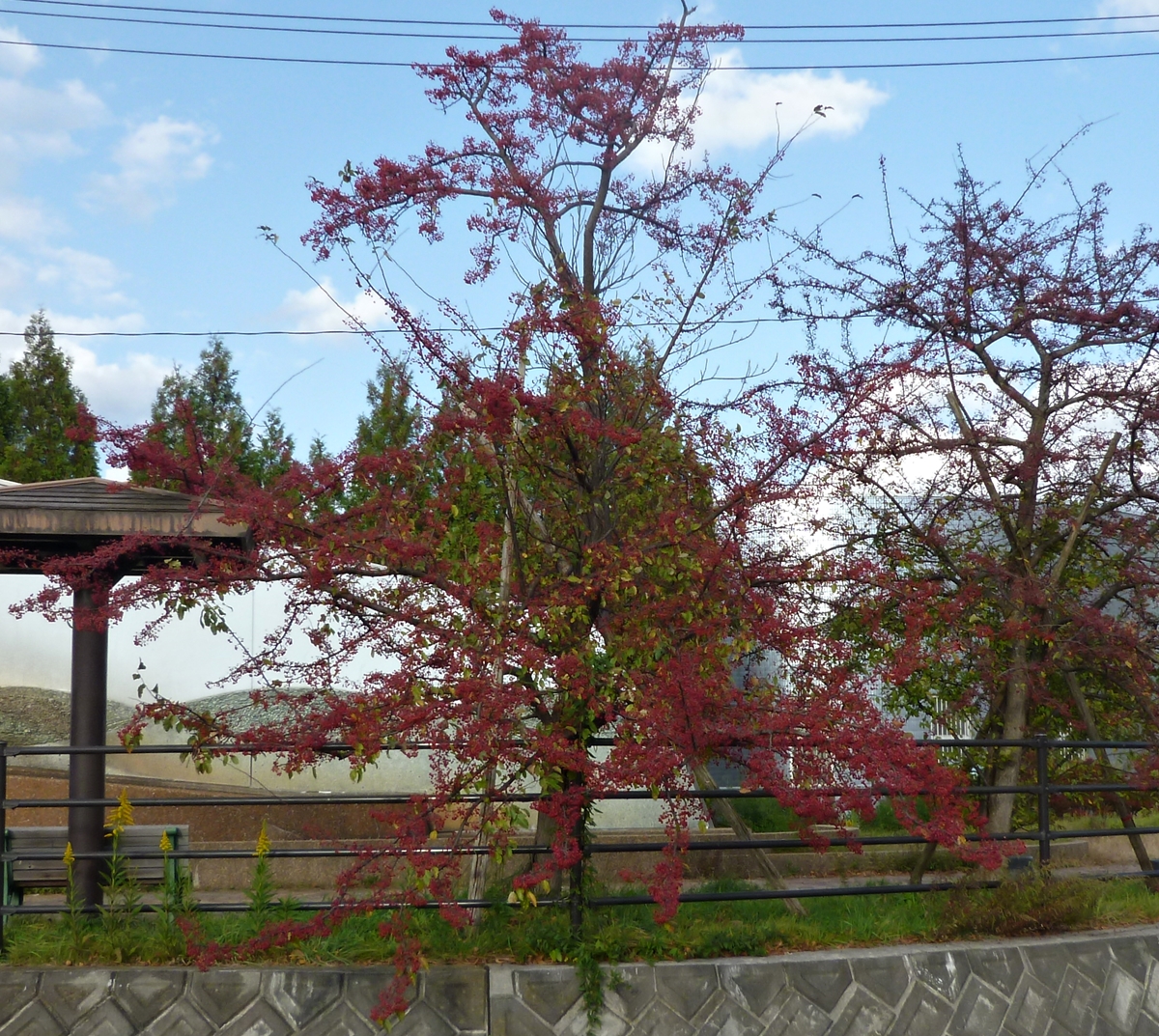 散歩道の紅葉