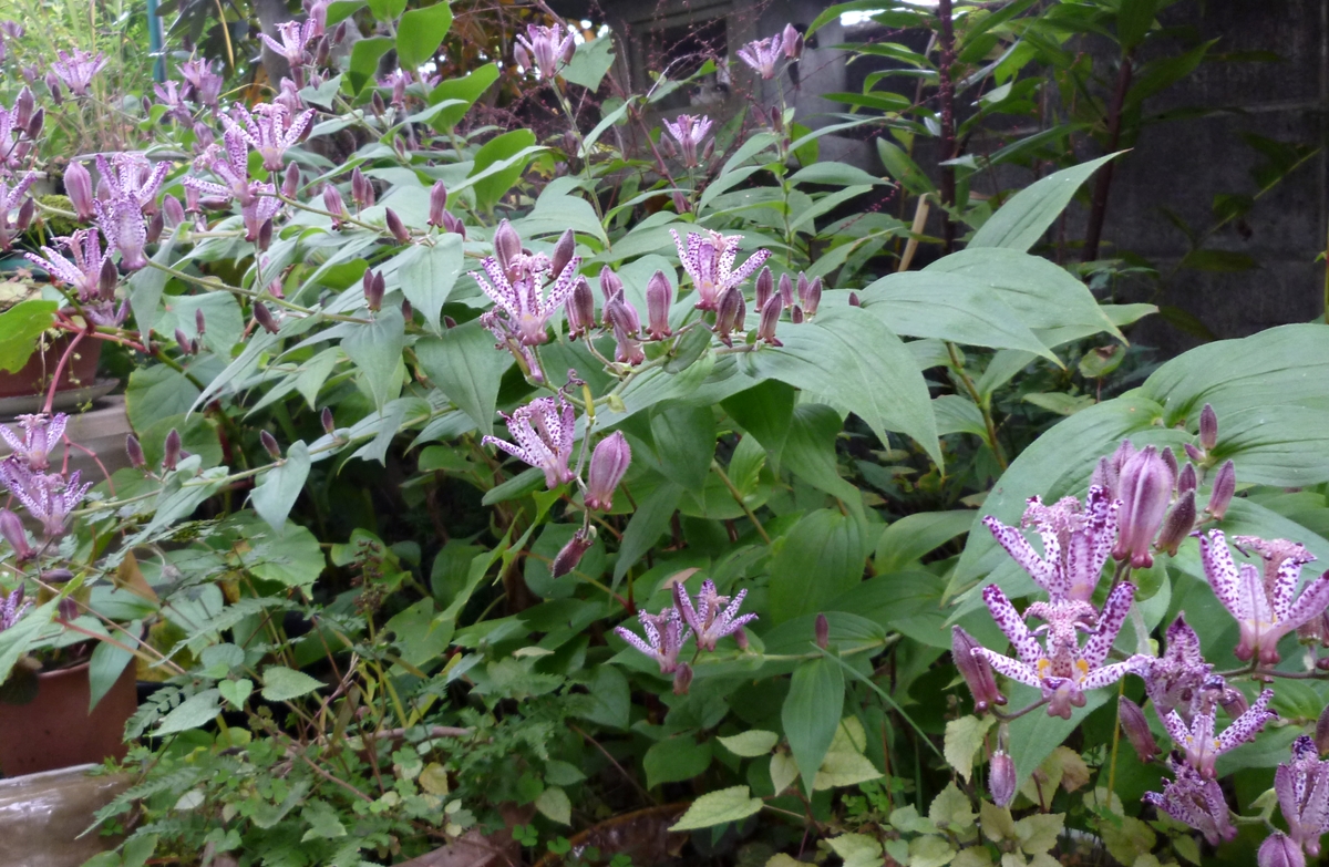 庭の紫色の花