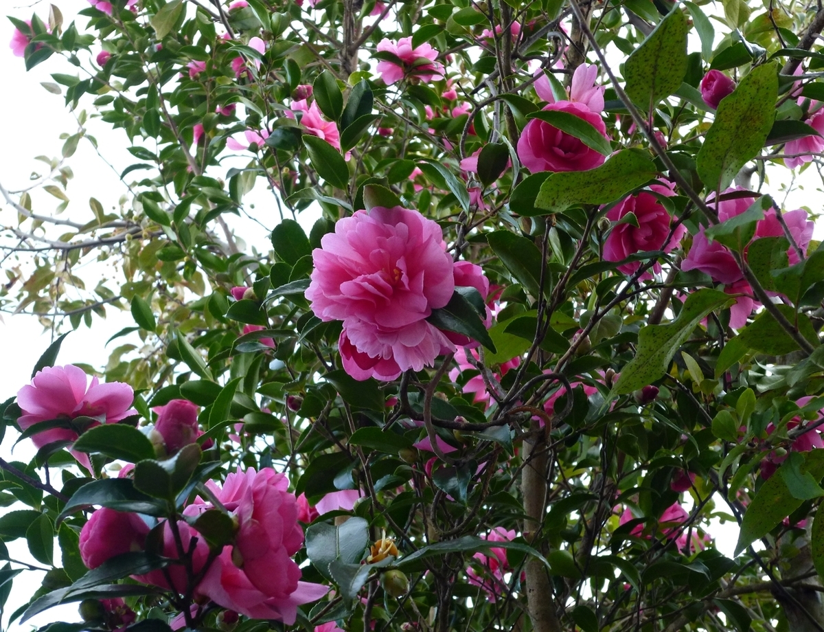 庭の山茶花 さざんか サザンカ