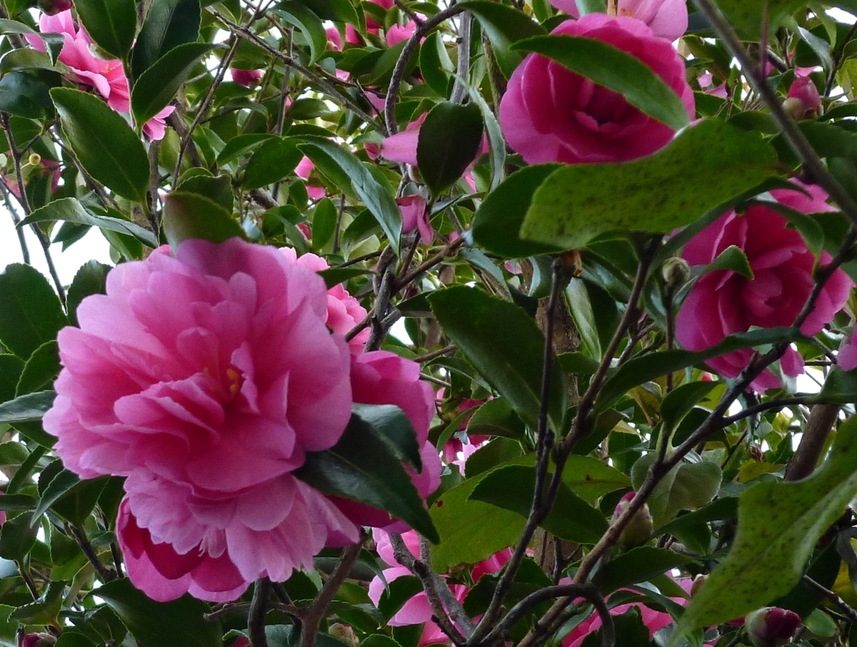 庭の山茶花