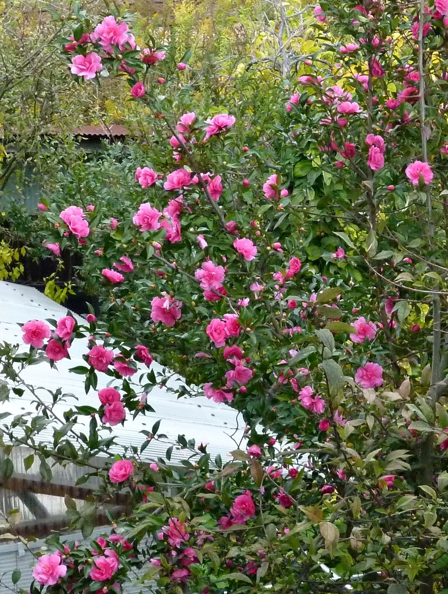 山茶花（さざんか）　縦長