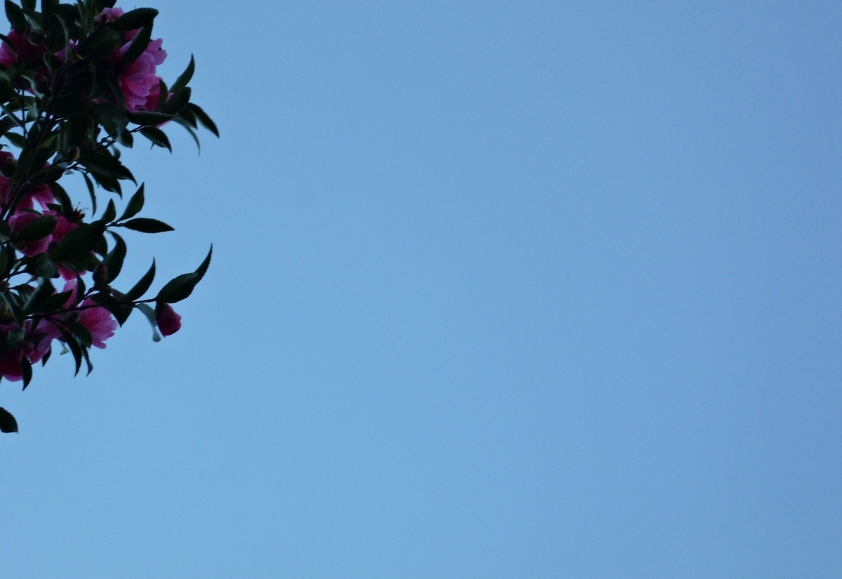 真上の空with山茶花