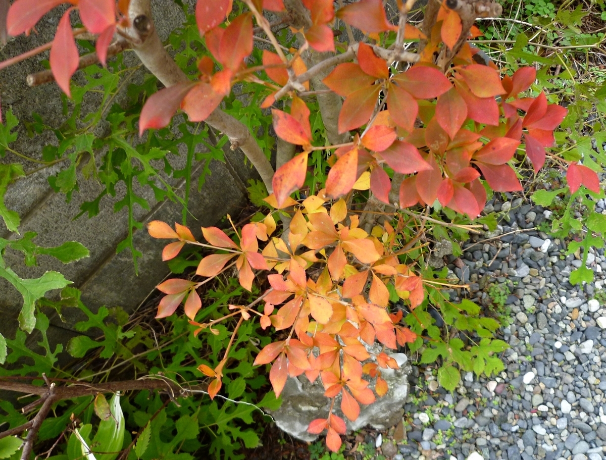 庭の小さな紅葉