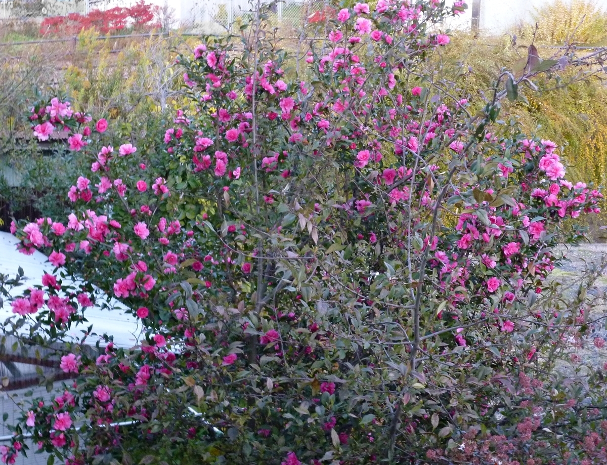 11月終盤、まだまだ咲き続ける山茶花さざんか