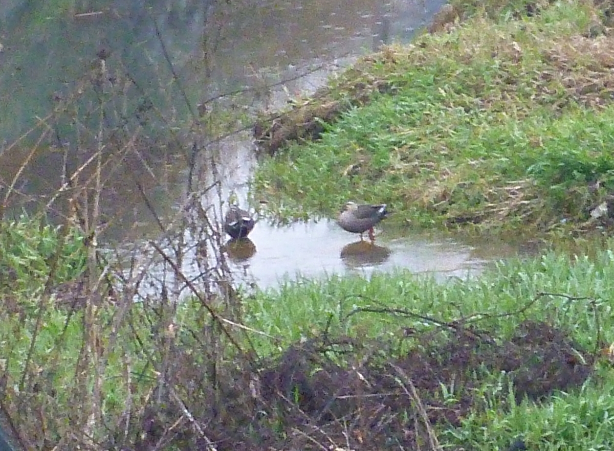 川辺の2羽のカモ
