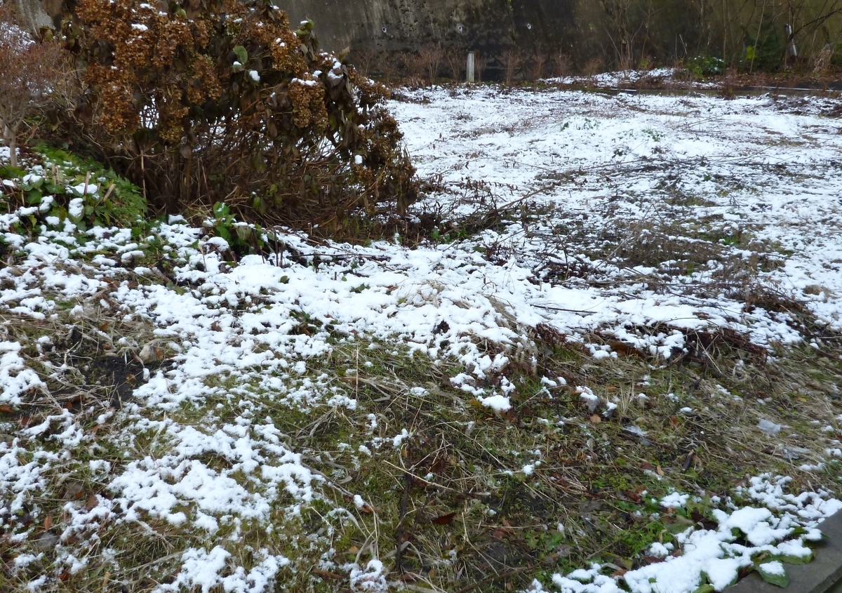 朝、融けずに残っていた雪