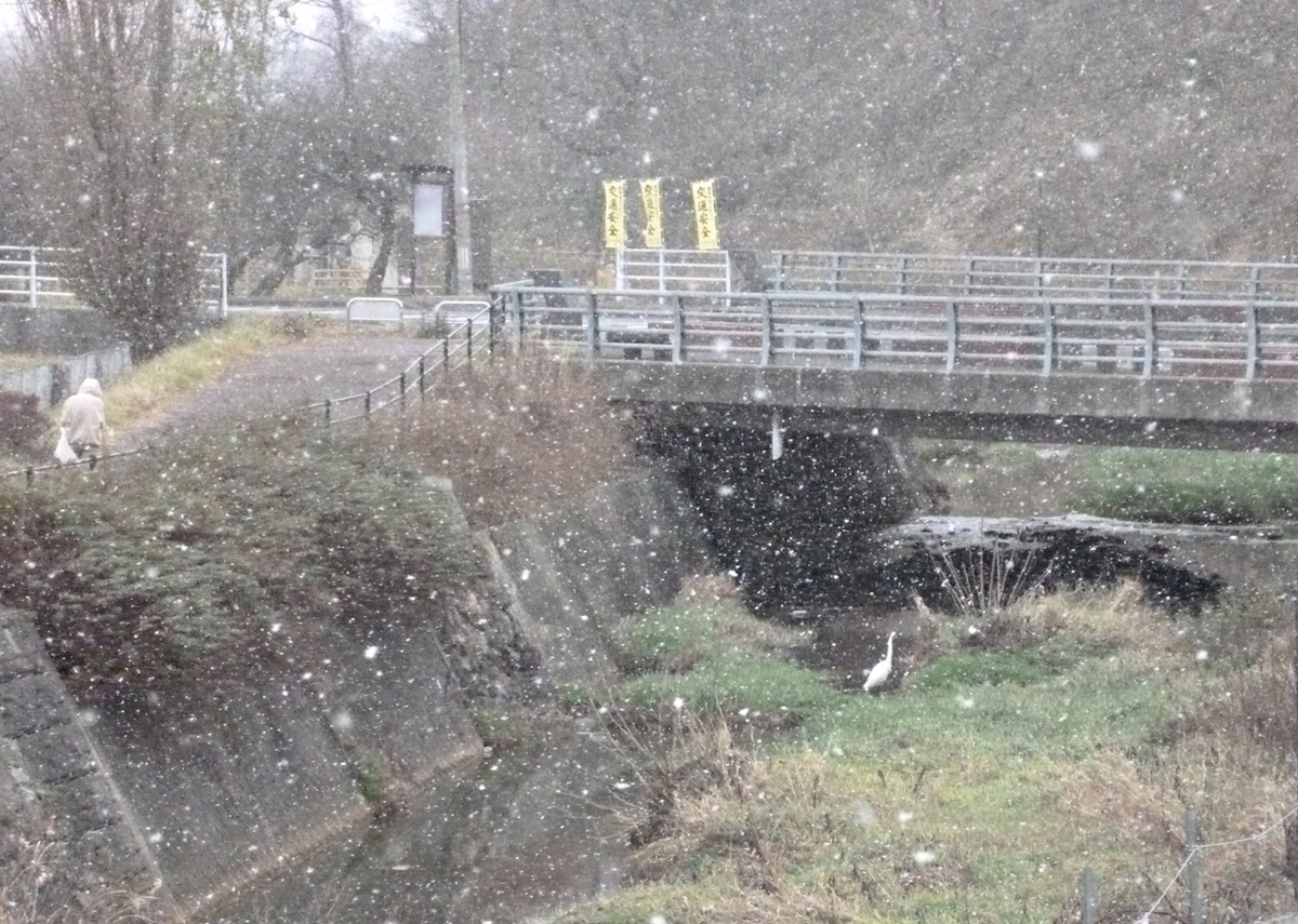 吹雪の川のシラサギ　遠くから