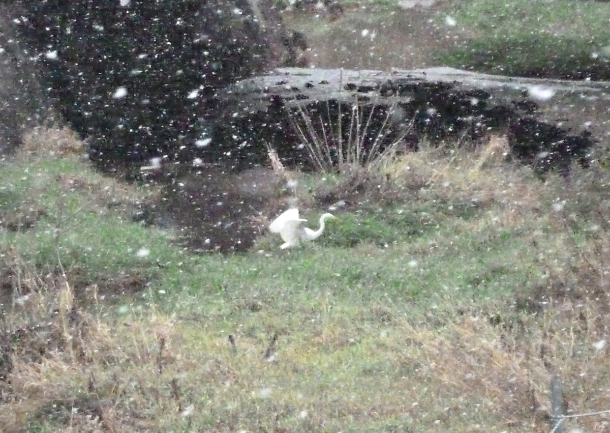 雪舞う川でバタつくシラサギ