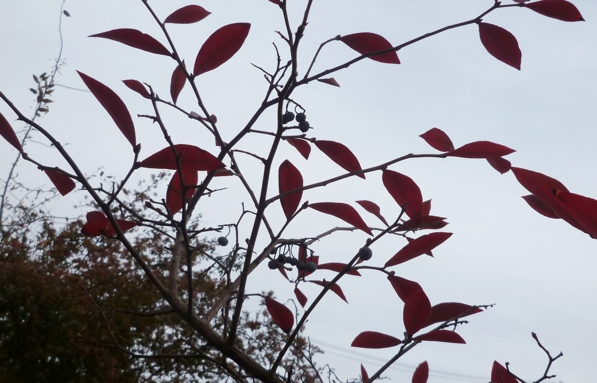 冬に残る紅い葉と実
