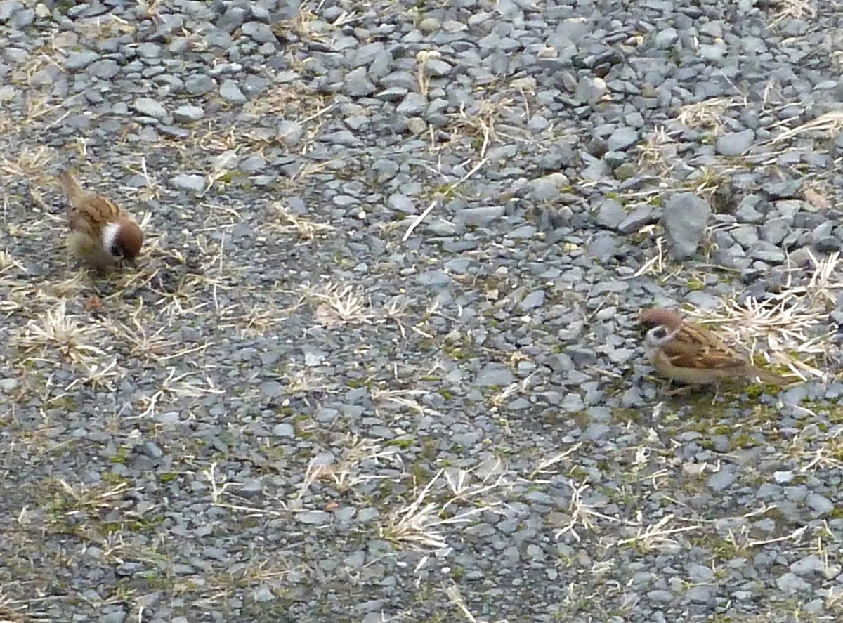 砂利道におりて餌を探すスズメ2羽
