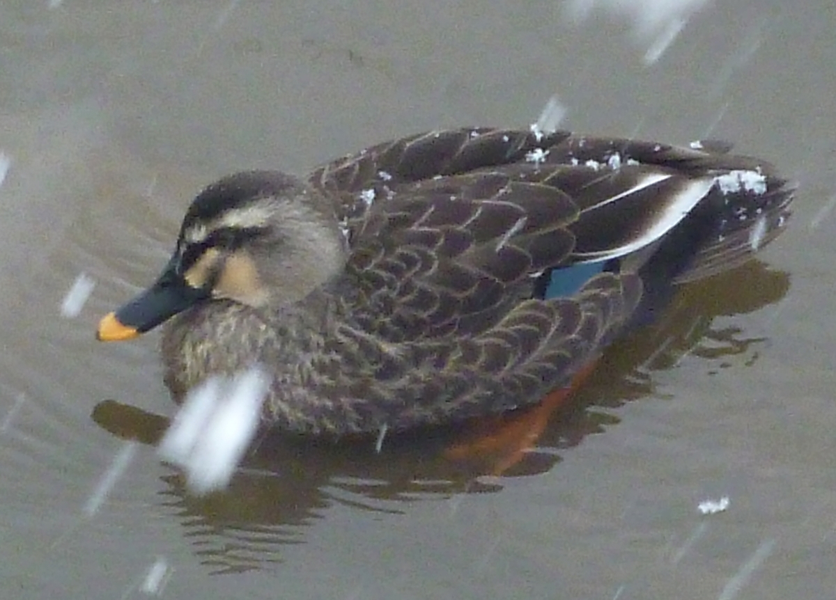 雪降る川のカルガモ　野鳥