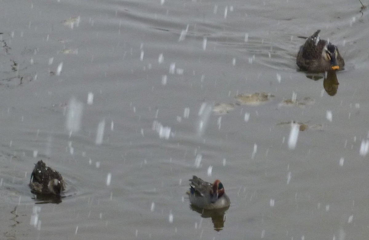 雪降る川のカモ3羽　野鳥
