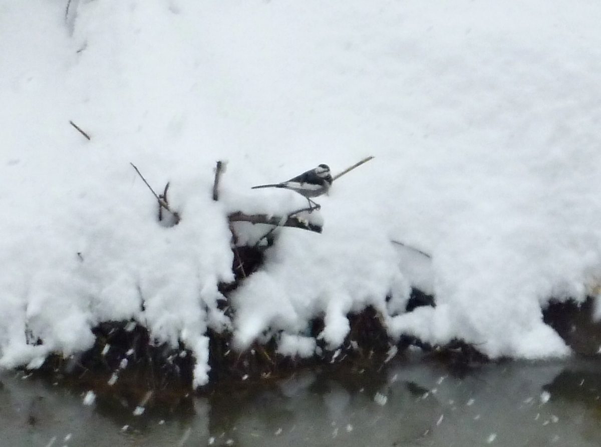 ハクセキレイ　野鳥　冬　雪