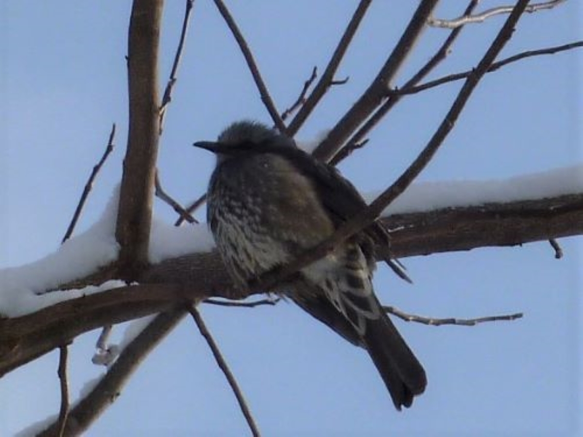 野鳥　雪の枝のヒヨドリ