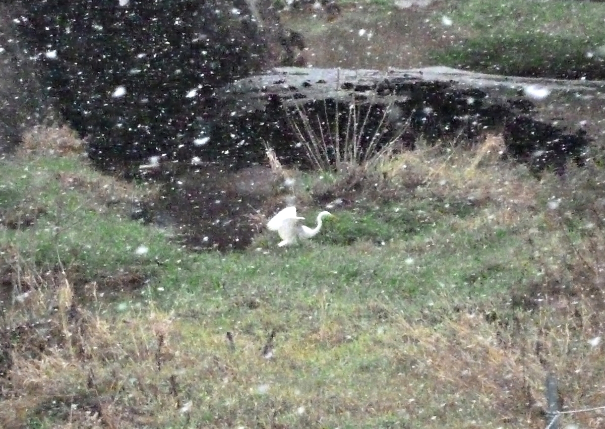 バタつくシラサギ　中サギ　野鳥