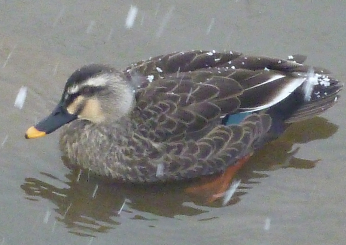 カルガモ　冬の野鳥のアイキャッチ画像