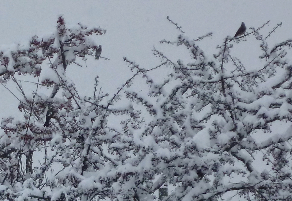 ヒヨドリ 冬 雪 野鳥