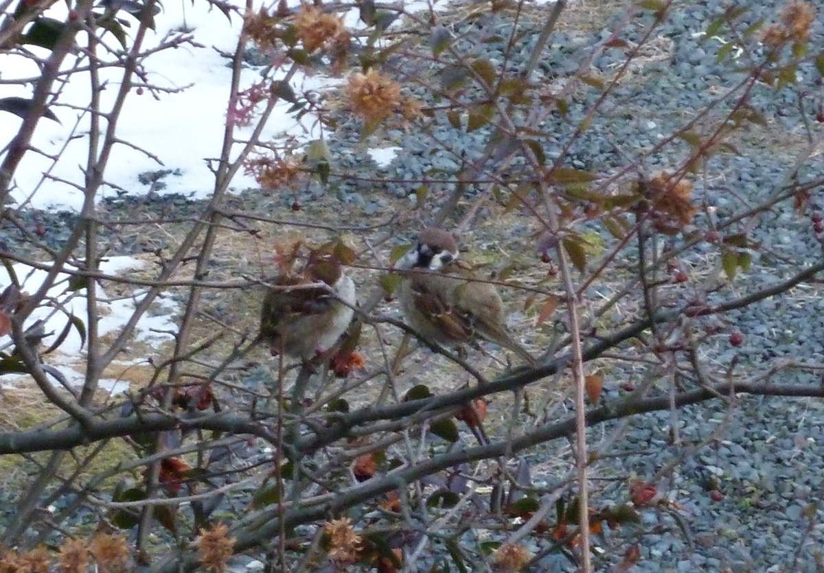 すずめ 仲良し 2羽 野鳥