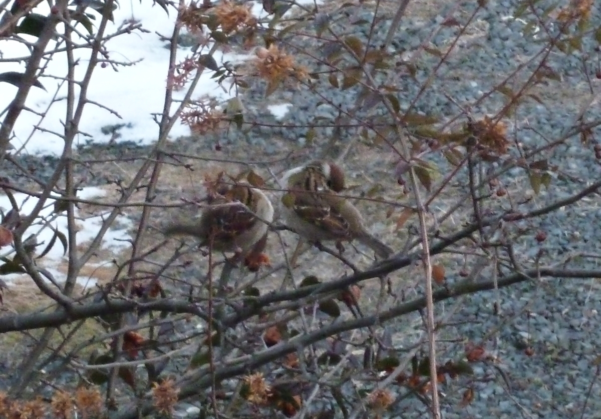 すずめ 毛づくろい 野鳥