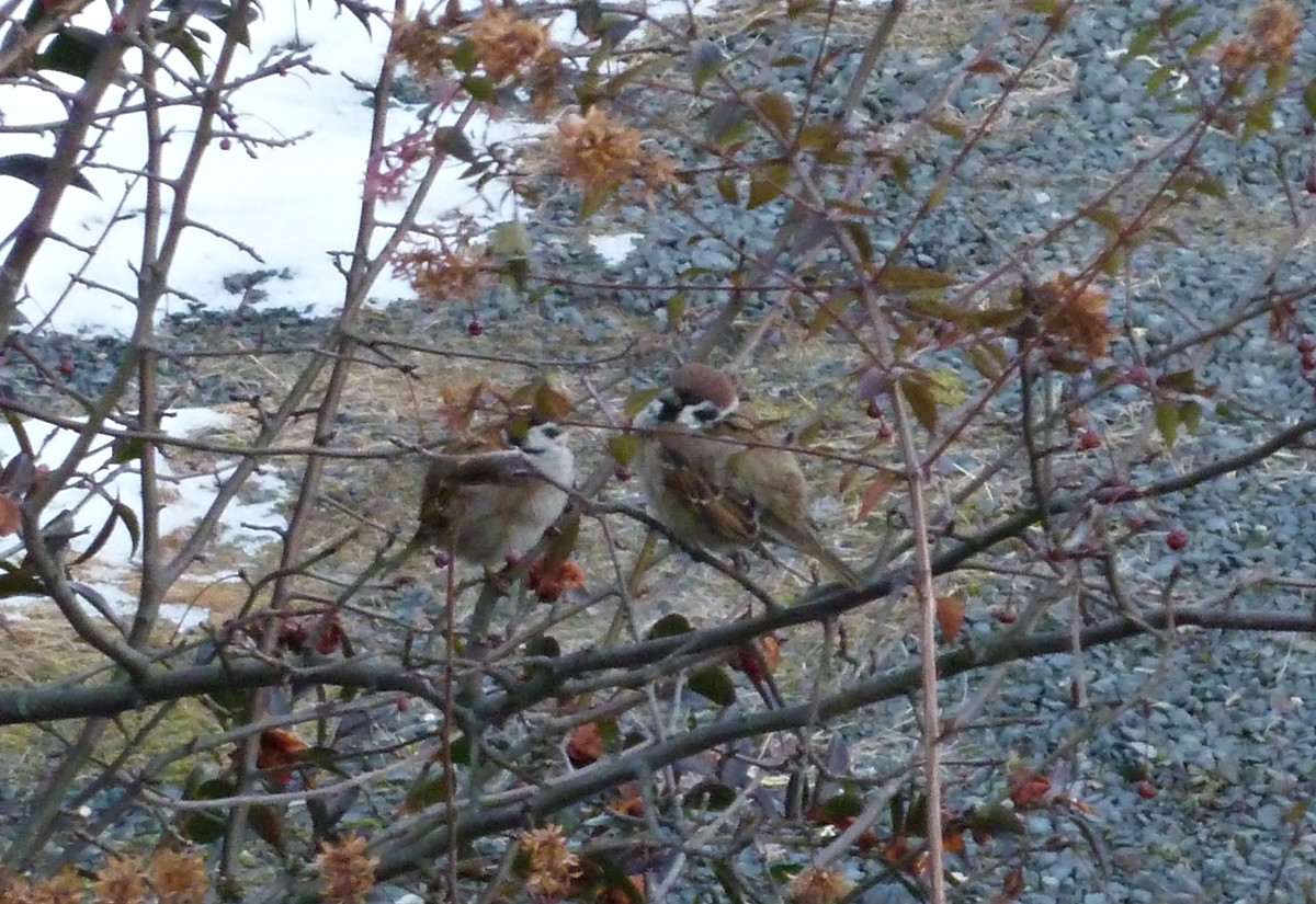 すずめ 仲良し 向き合う 野鳥