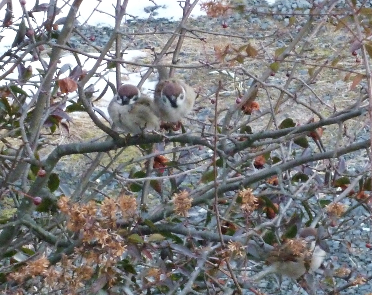 すずめ 冬 仲良し 野鳥