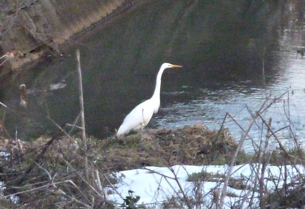 シラサギ 大サギ 野鳥