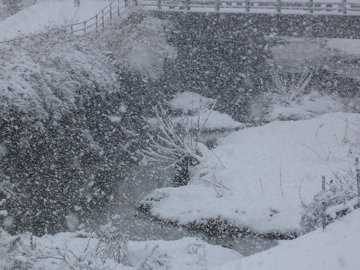 舞い降りる雪