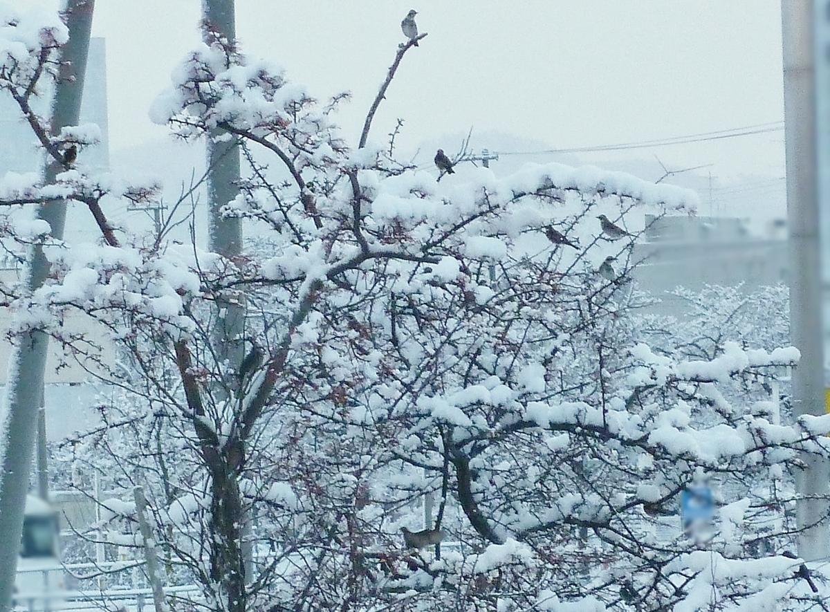 ヒヨドリの群れ 雪 冬